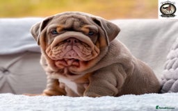 English Bulldog dogs for sale: What a precious little chunk! 🐶💕 - Image 4