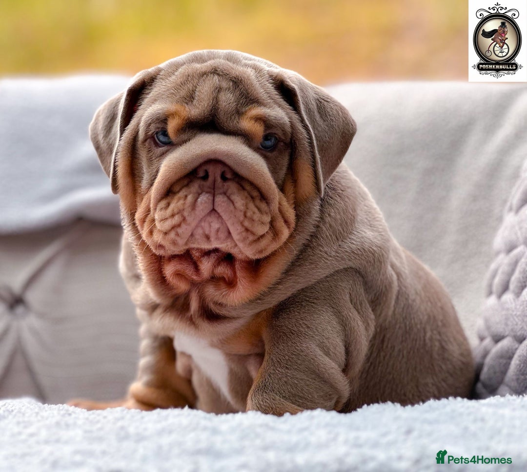 English Bulldog dogs for sale: What a precious little chunk! 🐶💕 - Image 4