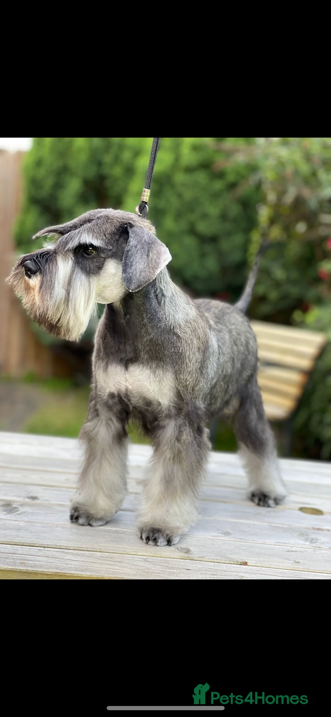 Miniature Schnauzer dogs for stud: STUNNING HEALTH TETSED MINI SCHNAUZER FOR STUD in Wigan - Advert 3