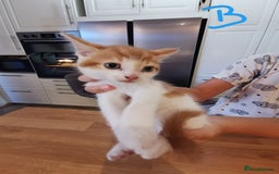 Mixed Breed cats for sale: Beautiful kittens ready now - Image 16