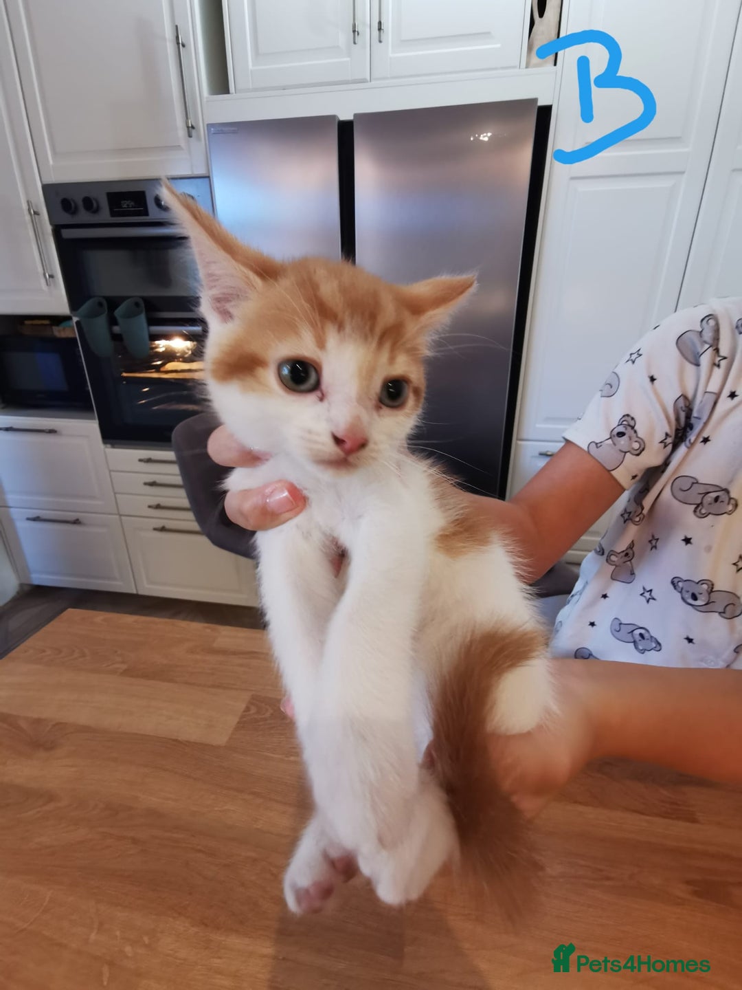 Mixed Breed cats for sale: Beautiful kittens ready now - Image 16
