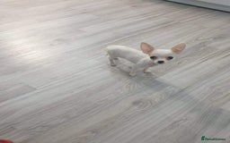 Chihuahua dogs for stud: Friendly Chihuahua for stud dog - Image 2