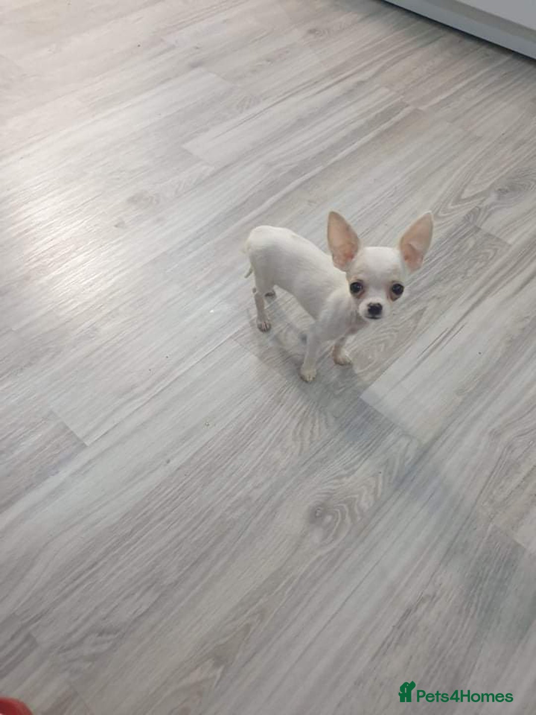 Chihuahua dogs for stud: Friendly Chihuahua for stud dog - Image 2