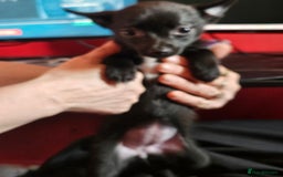 Pomchi dogs for sale: Pomchi puppys - Image 5