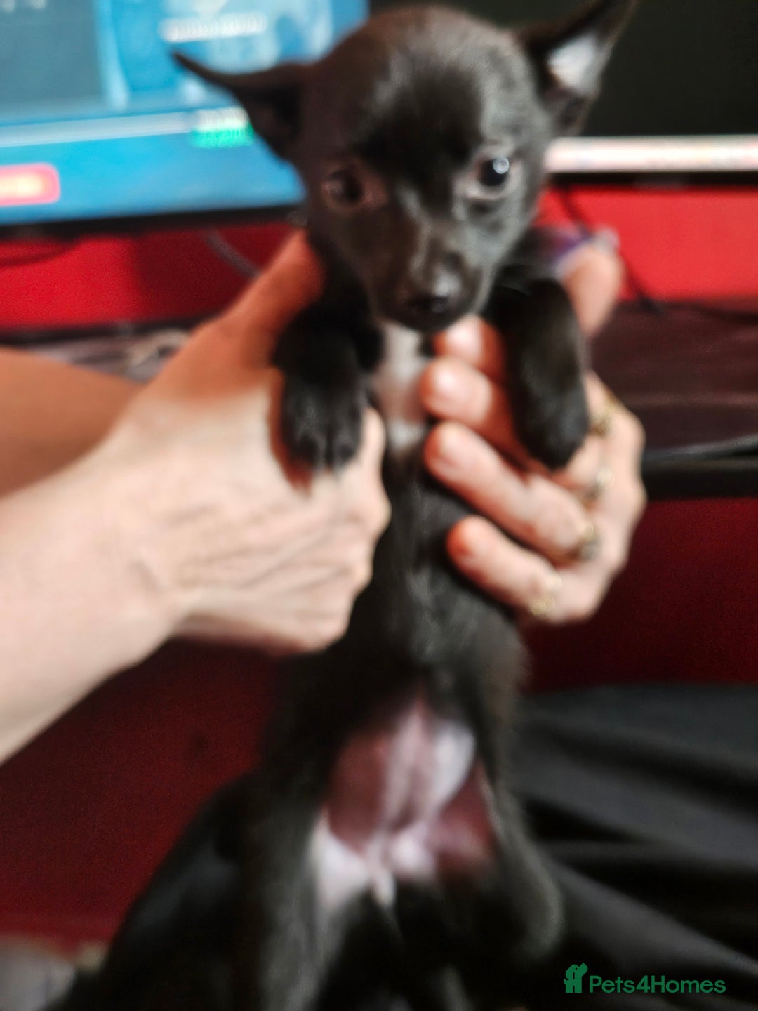 Pomchi dogs for sale: Pomchi puppys - Image 5