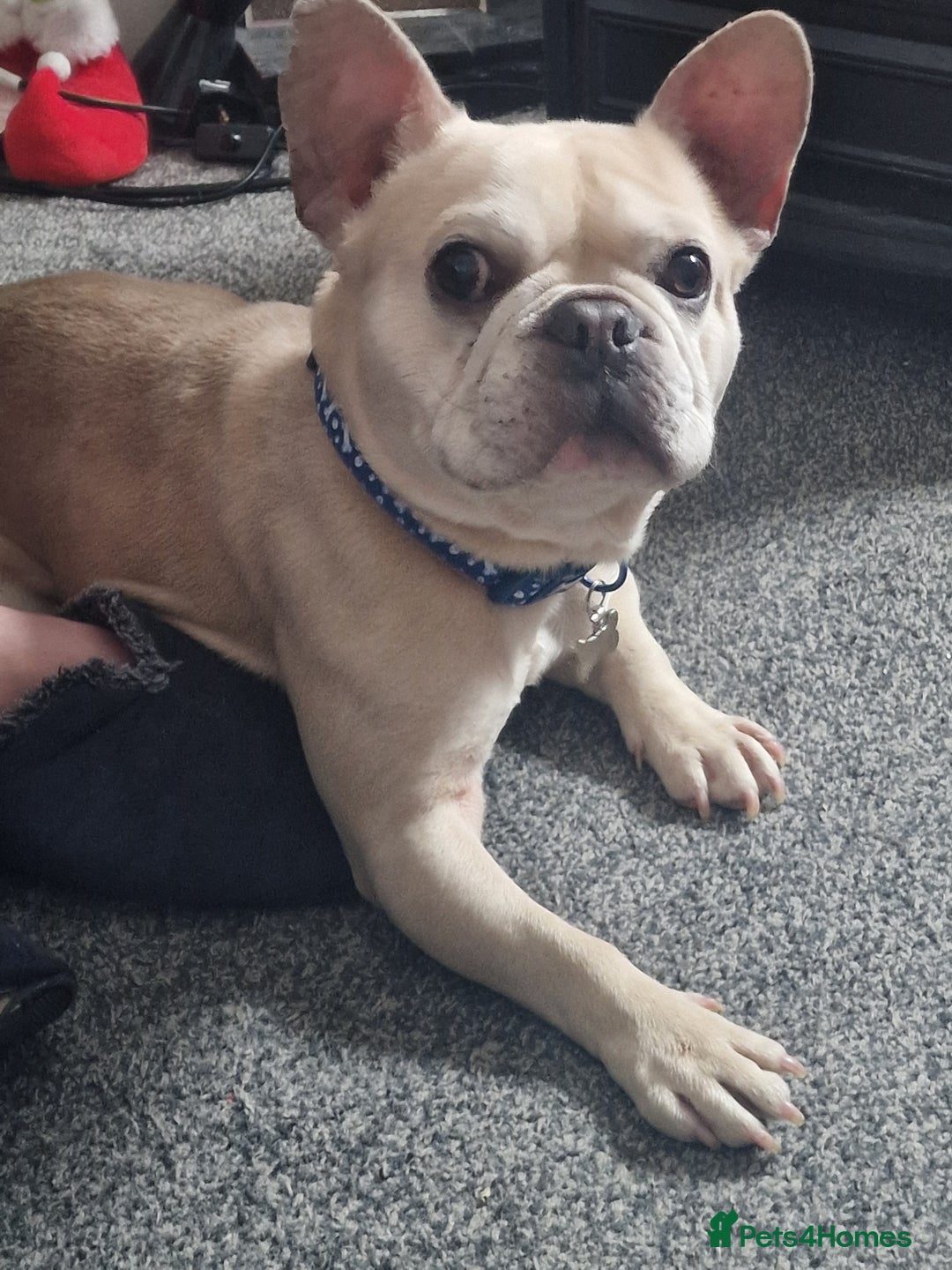 French Bulldog dogs for sale: Male French bulldog  - Image 2