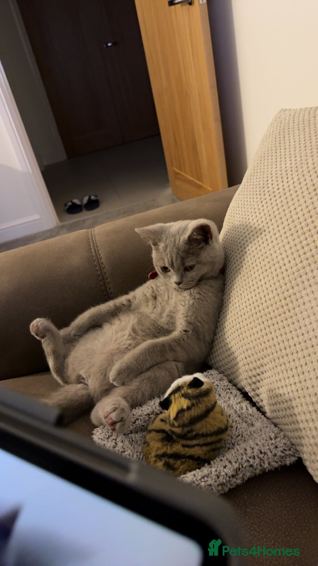 British Shorthair cats for sale: British shorthair  - Image 2