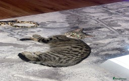 Bengal cats for sale: Beautiful Loving Boy  - Image 8