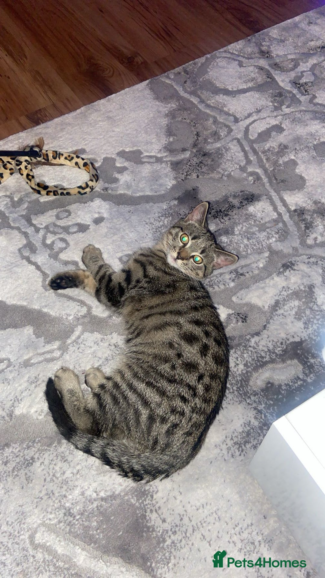 Bengal cats for sale: Beautiful Loving Boy  - Image 8