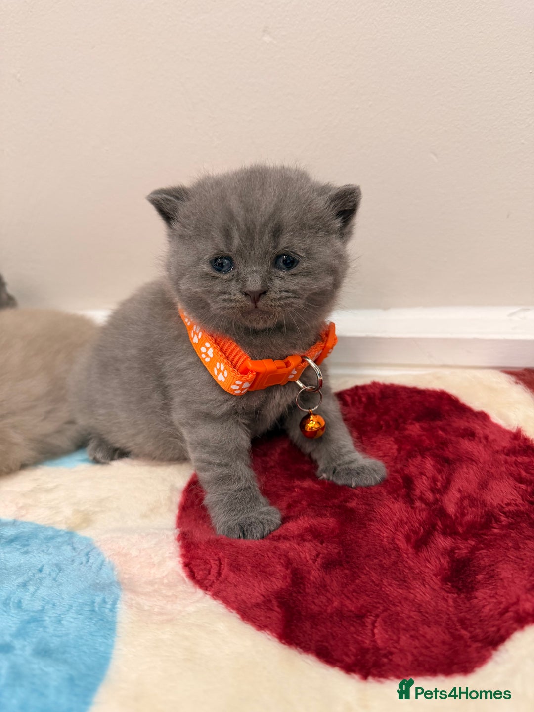 British Shorthair cats for sale: Beautiful big British Shorthair Kittens - Advert 25