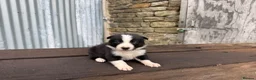 Border Collie dogs for sale: ISDS registered pups from amazing lines - Advert 14