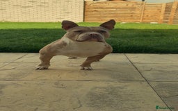 American Bully dogs for sale: American pocket bully - Image 2