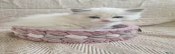 Ragdoll cats for sale: ✨️Stunning Pedigree Ragdoll Kitten ✨️ - Advert 11