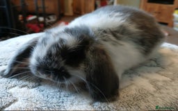 Mini Lop rabbits for sale: Pure bred Mini Lops for sale  - Advert 1