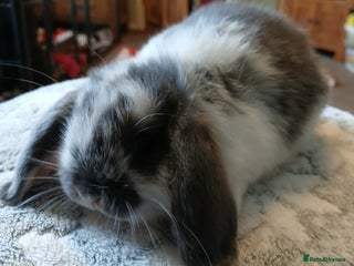 Mini Lop rabbits Pure bred Mini Lops for sale - Advert 3