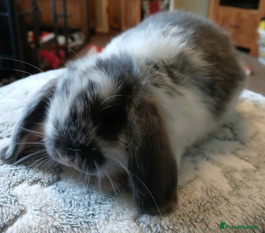 Mini Lop rabbits Pure bred Mini Lops for sale - Advert 2