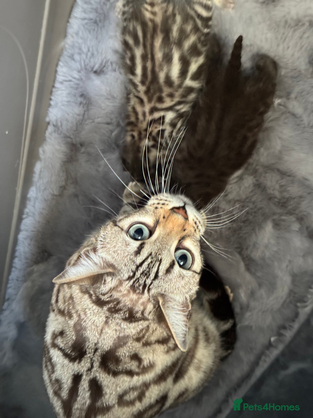 Bengal cats for sale: Bengal kittens  - Advert 7