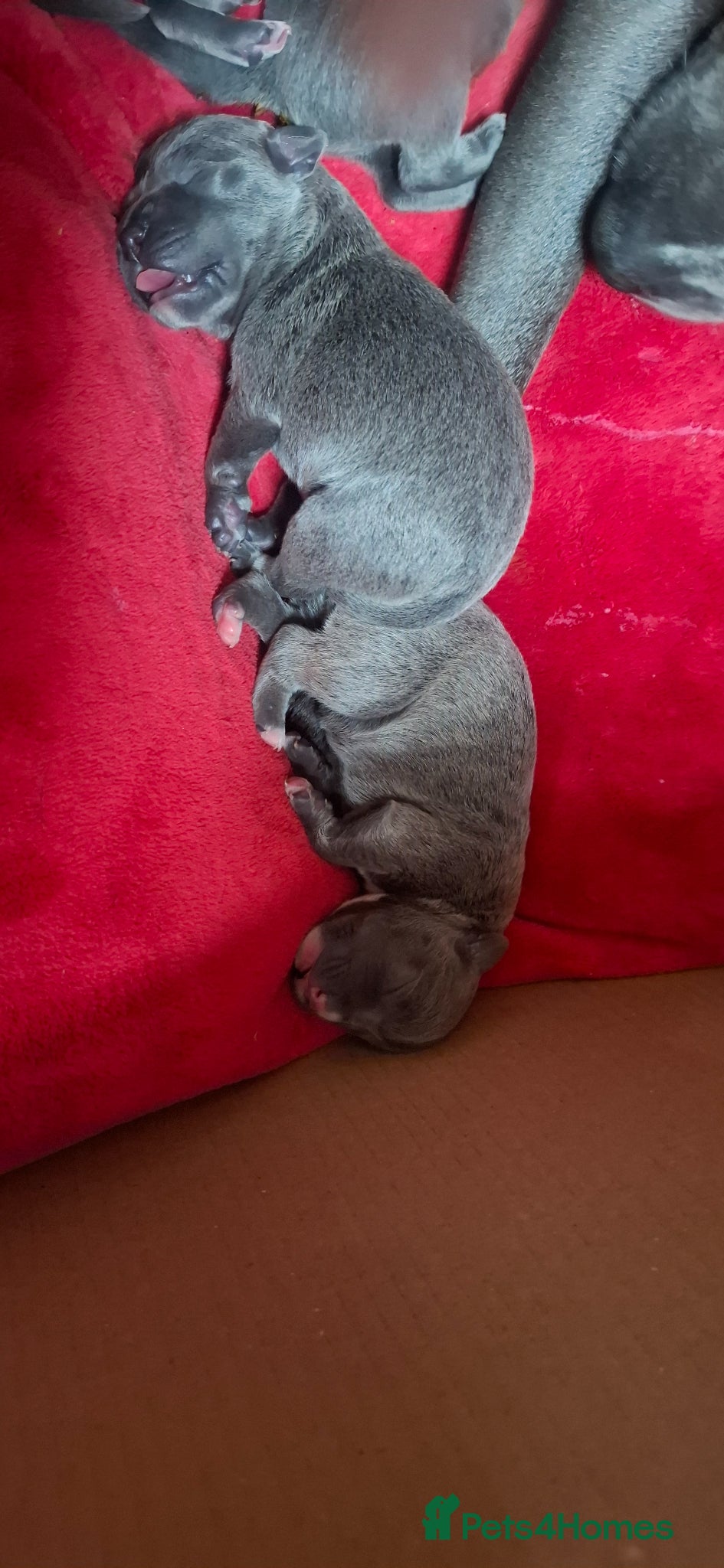 Staffordshire Bull Terrier dogs for sale: Blue & Blue Brindle Staffies in Preston - Advert 11