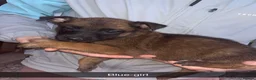 Belgian Shepherd Dog dogs for sale: Belgium malinos cross Dutch Herder puppies  - Advert 12