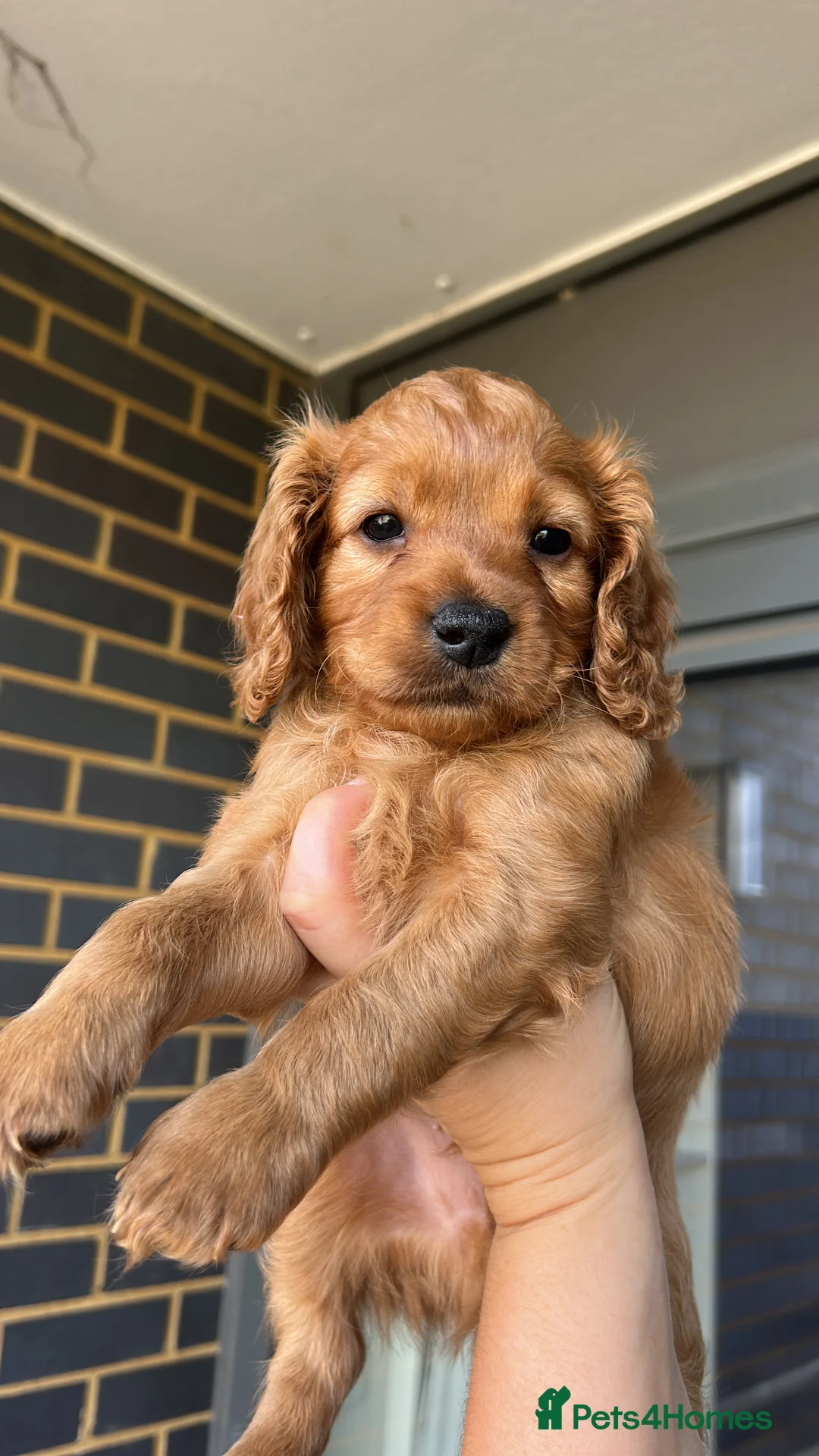 Cavapoo dogs for sale: Cavapoo Puppies available from 15th August - Advert 1