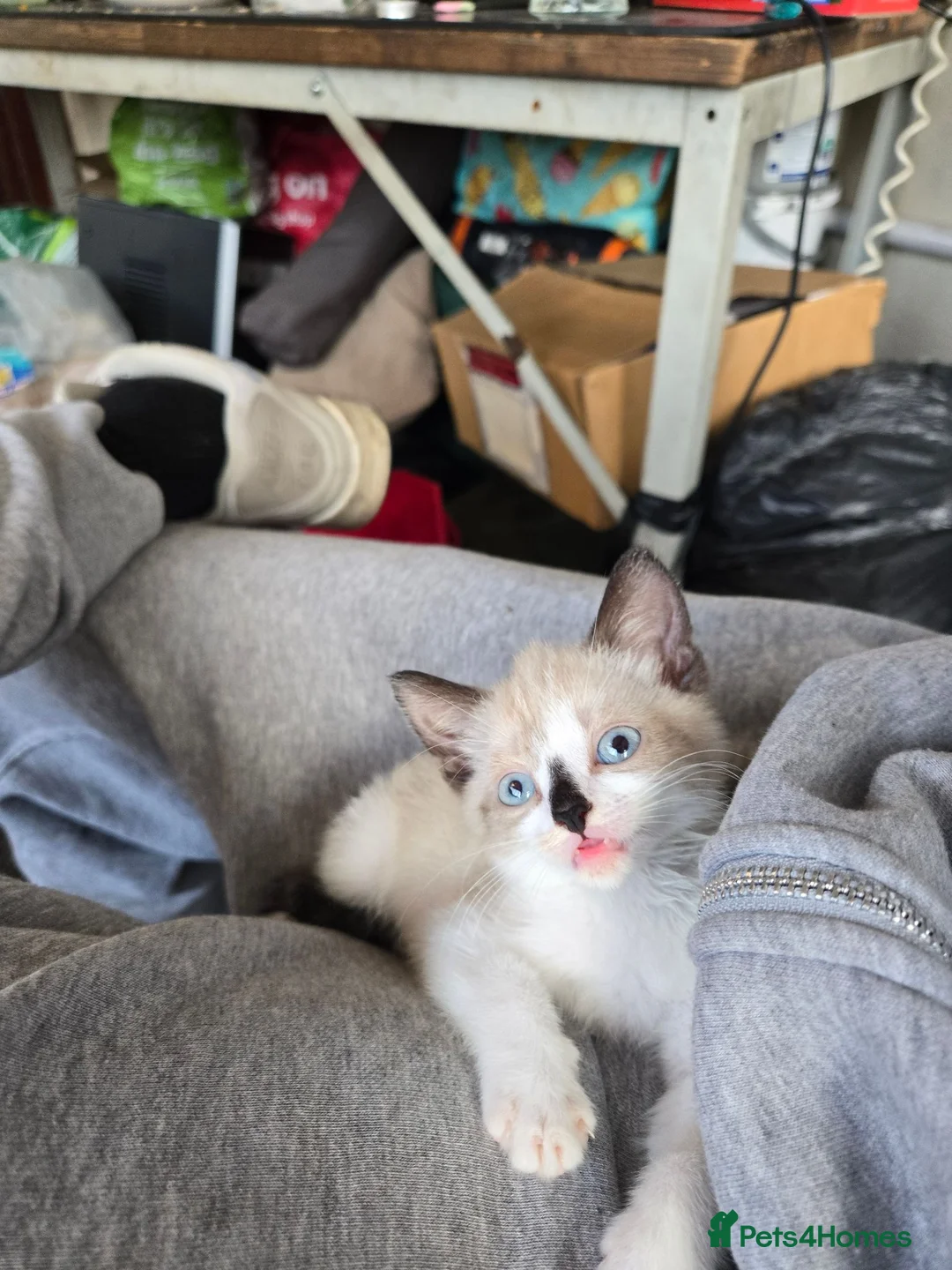 Domestic Shorthair cats for sale: Seal Bicolor mitted Domestic Shorthair - Advert 3