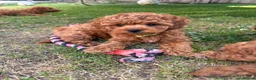 Cockapoo dogs for sale: Last girl available, ready for her forever home! - Advert 3