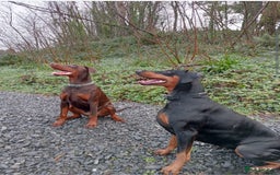Dobermann dogs for sale: Dobermann puppies - Image 16