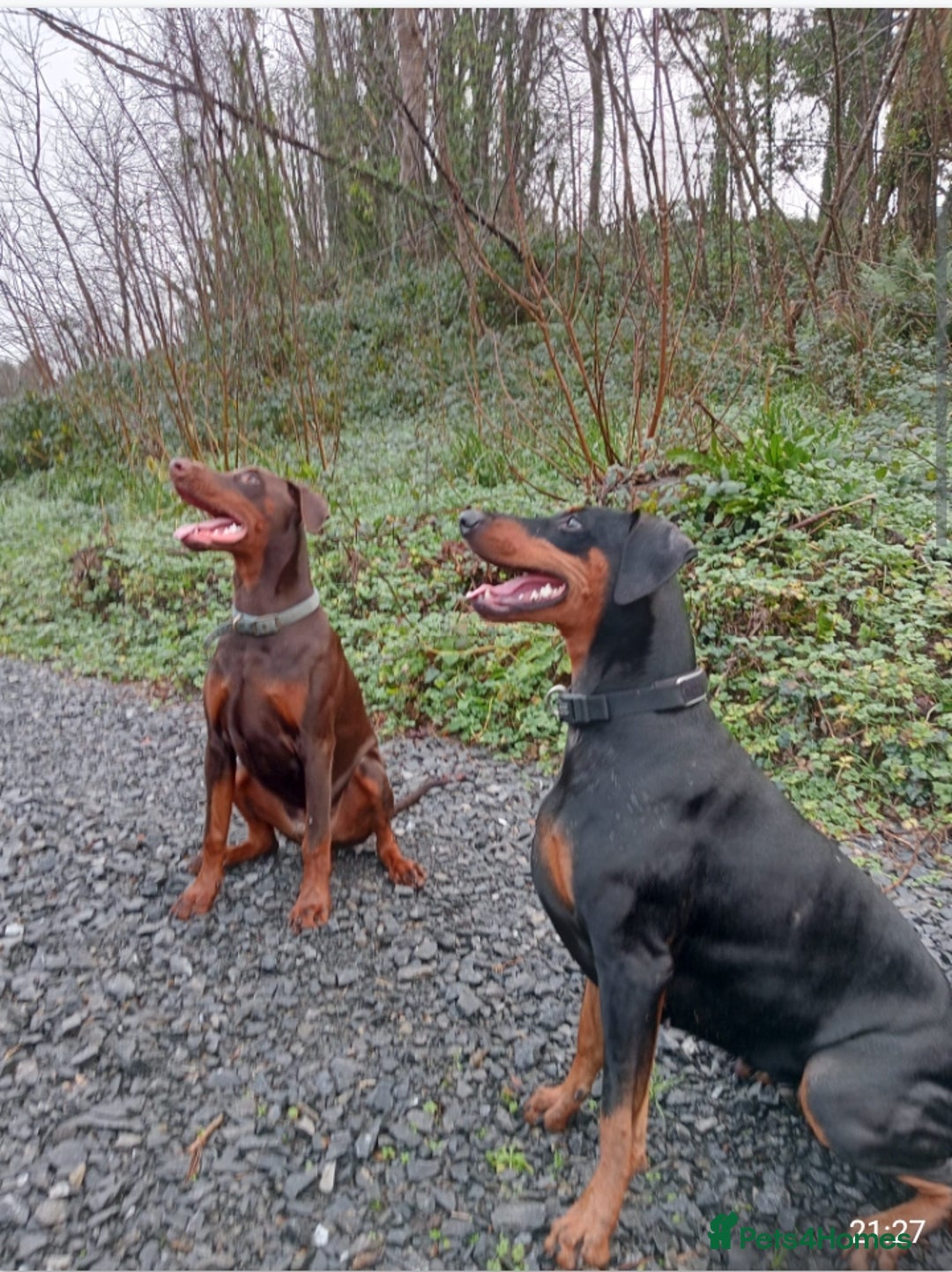 Dobermann dogs for sale: Dobermann puppies - Image 16