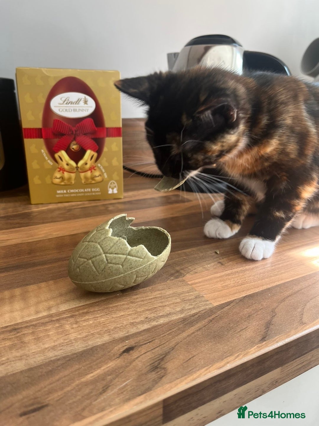 Domestic Shorthair cats for sale: Female cat for sale  - Advert 6