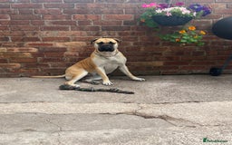 Mixed Breed dogs for sale: American Staff x Bullmastiff Pups  - Image 17