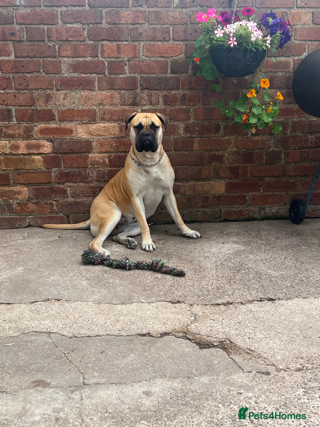 Mixed Breed dogs for sale: American Staff x Bullmastiff Pups  - Image 17