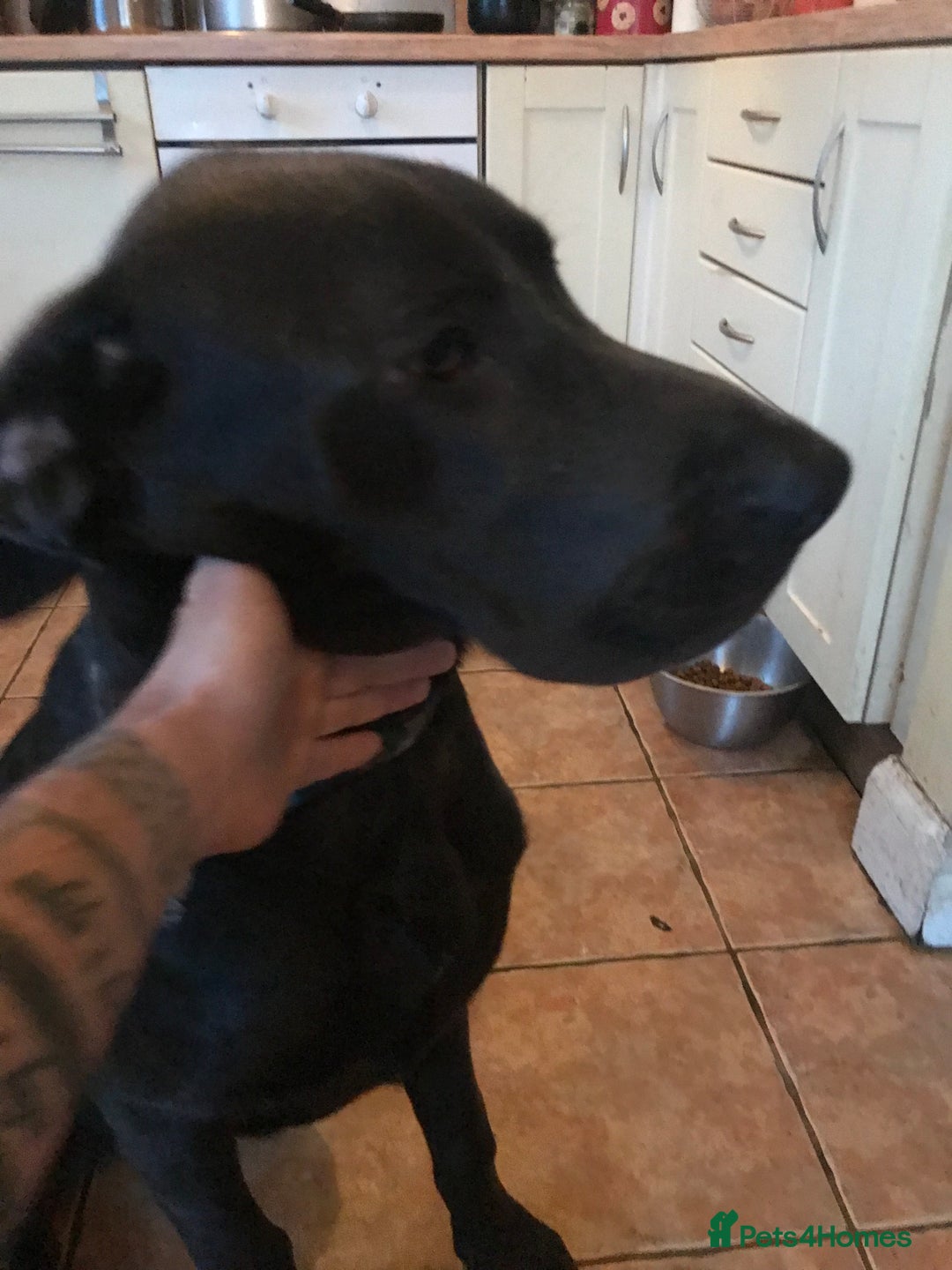 Mixed Breed dogs for sale: Very Unique Blue Great Shepard Puppies  - Image 4