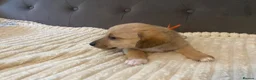 Jack Russell dogs for sale: Beautiful jack Russell puppies for sale.  - Advert 10