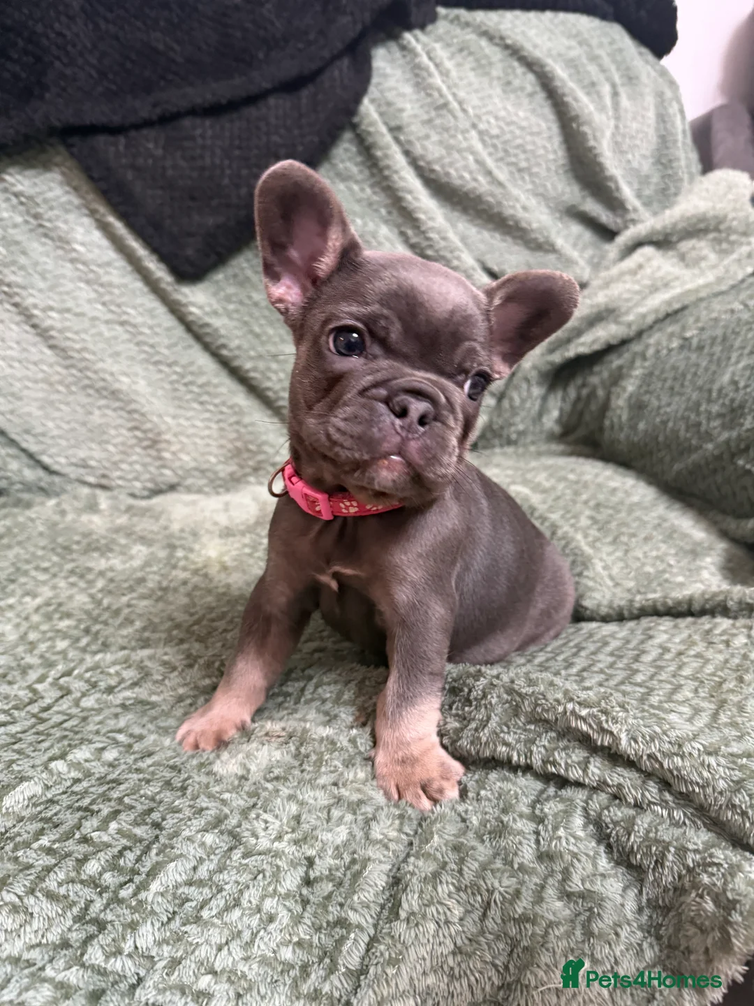 French Bulldog dogs for sale: One girl left.French Bulldog puppies 🐶❤️ KC reg - Advert 4