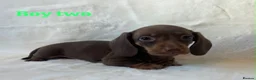 Miniature Dachshund dogs for sale: Stunning miniature dachshund puppies  in Sittingbourne - Advert 3