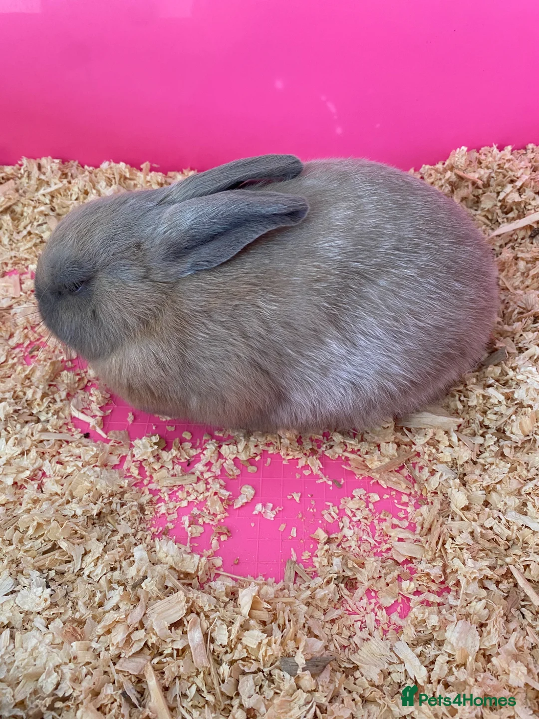 Dwarf Lop rabbits for sale: Dwarf lop rabbit girl  - Advert 5