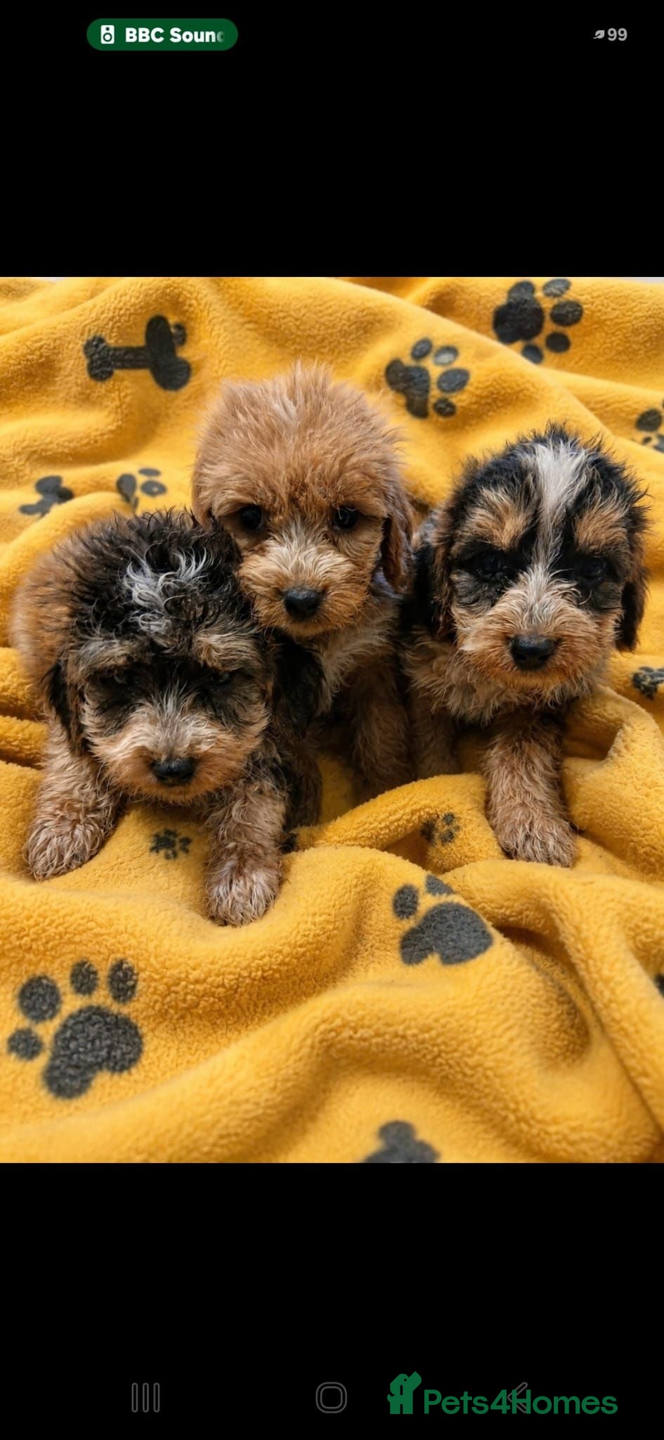 Cockapoo dogs Cockapoo Puppies PRA CLEAR - Advert 1