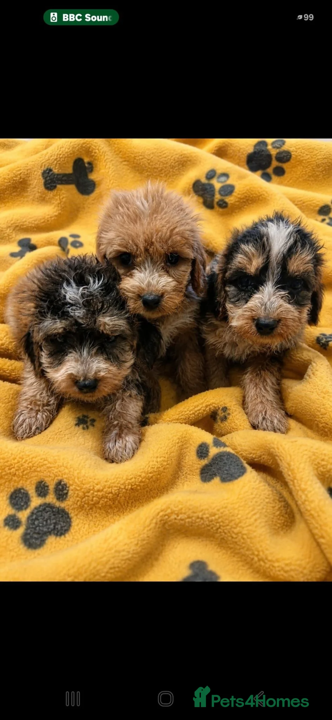 Cockapoo dogs for sale: Cockapoo Puppies PRA CLEAR - Advert 1