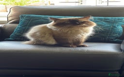 Ragdoll cats for sale: 4 stunning seal point ragdoll boys  - Image 16