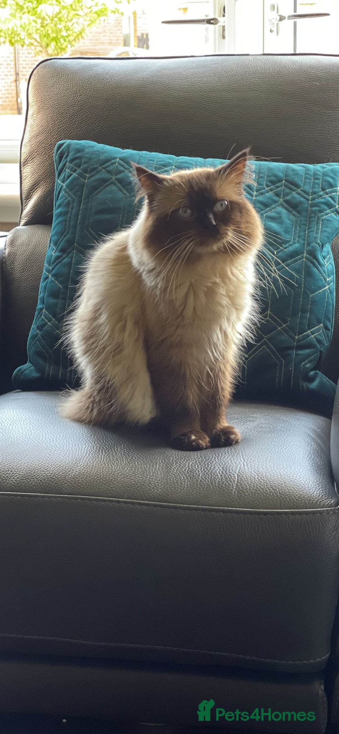 Ragdoll cats for sale: 4 stunning seal point ragdoll boys  - Image 16