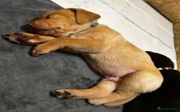 Labrador Retriever dogs for sale: Kc Registered Labradors ready to leave now - Image 20