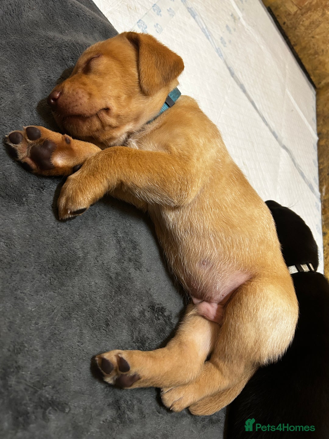 Labrador Retriever dogs for sale: Kc Registered Labradors ready to leave now - Image 20