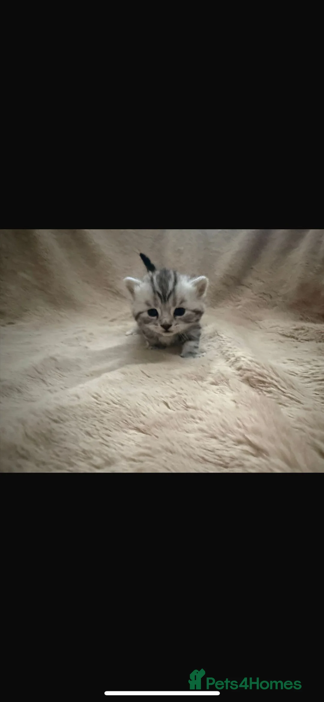 British Shorthair cats for sale: GCCF BSH Kittens  - Advert 7