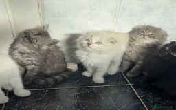 Scottish Fold cats for sale: Scottish fold kittens  - Image 2