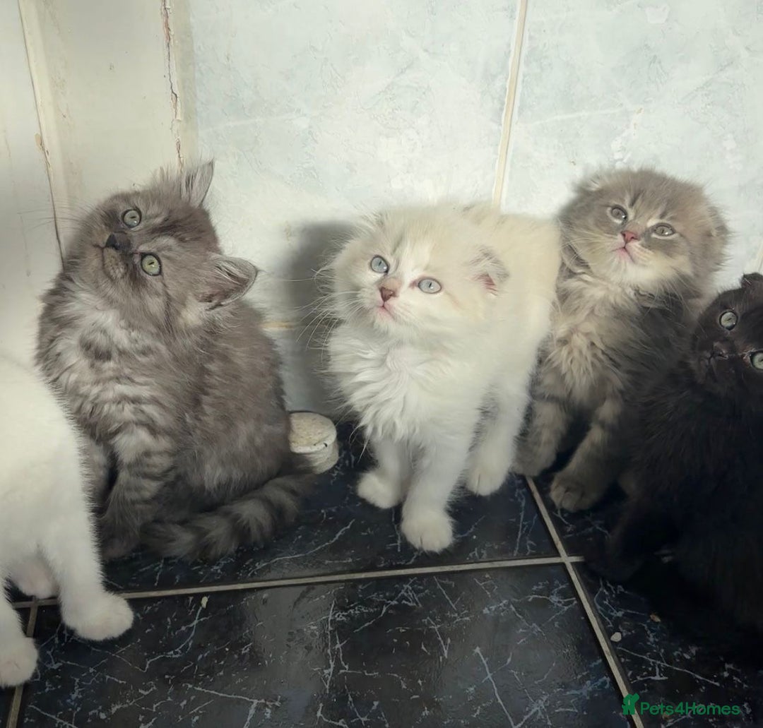 Scottish Fold cats for sale: Scottish fold kittens  - Image 2