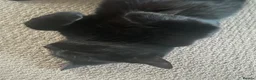 Mixed Breed cats for sale: For free in Felixstowe - Advert 2