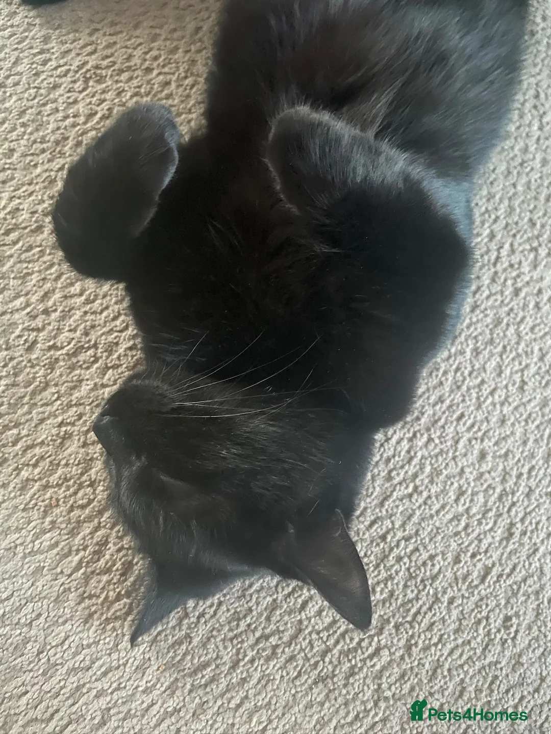 Mixed Breed cats for sale: For free in Felixstowe - Advert 2