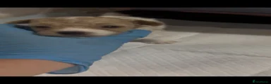 Maltipoo 4