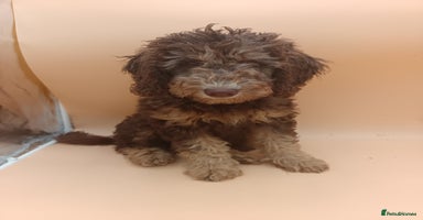 Labradoodle dogs - Advert 5