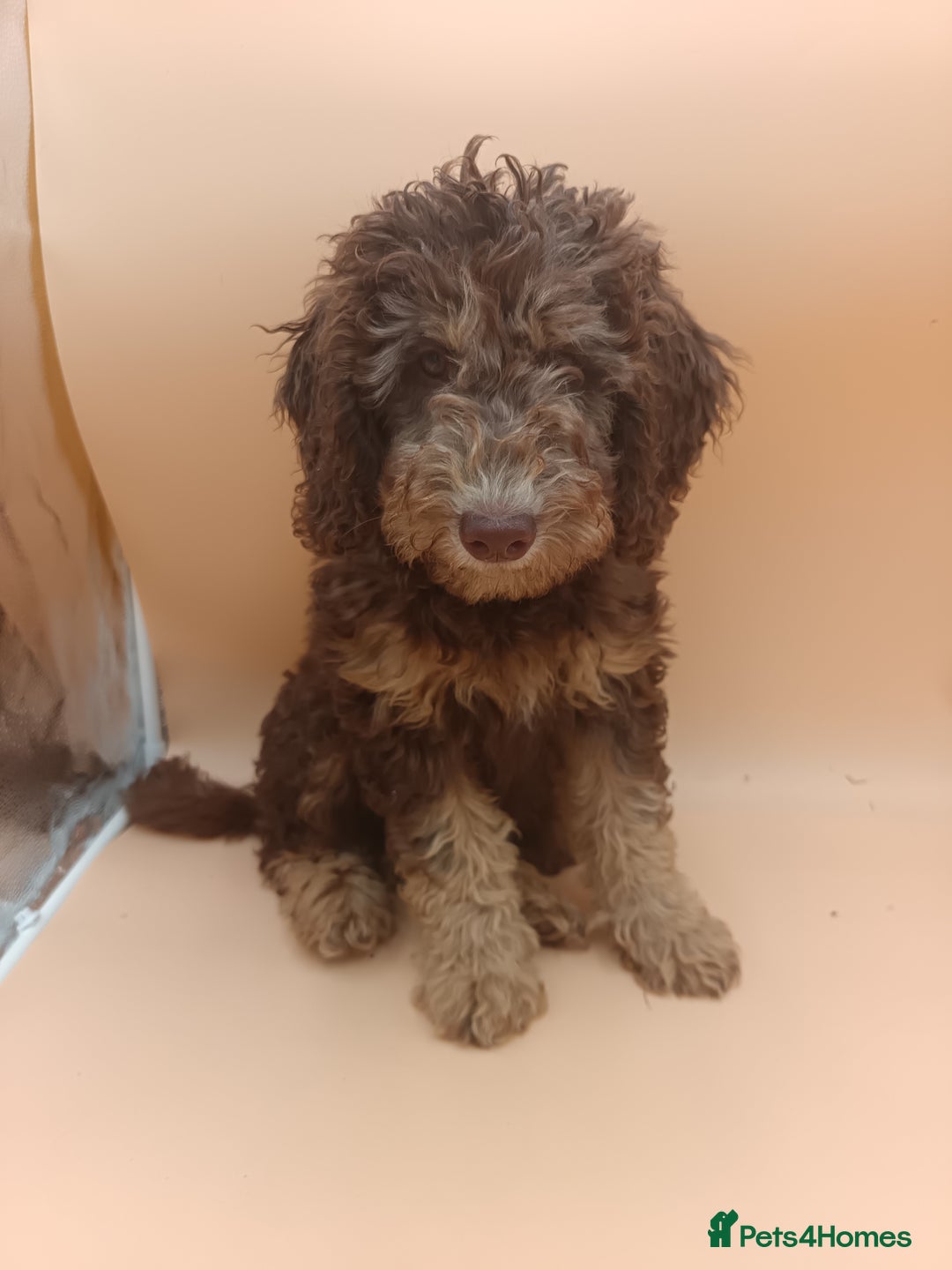 Labradoodle dogs for sale: 🌈The work has been done , choose your breeder 🌈 - Image 9